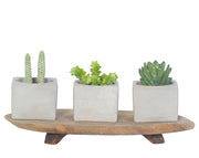 מארז מתנה | 3 קקטוסים | בכלי בטון אוף-וייט