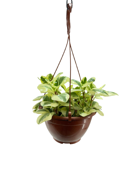 פפרומיה מגניפוליה | עציץ בנפח 4 ליטר