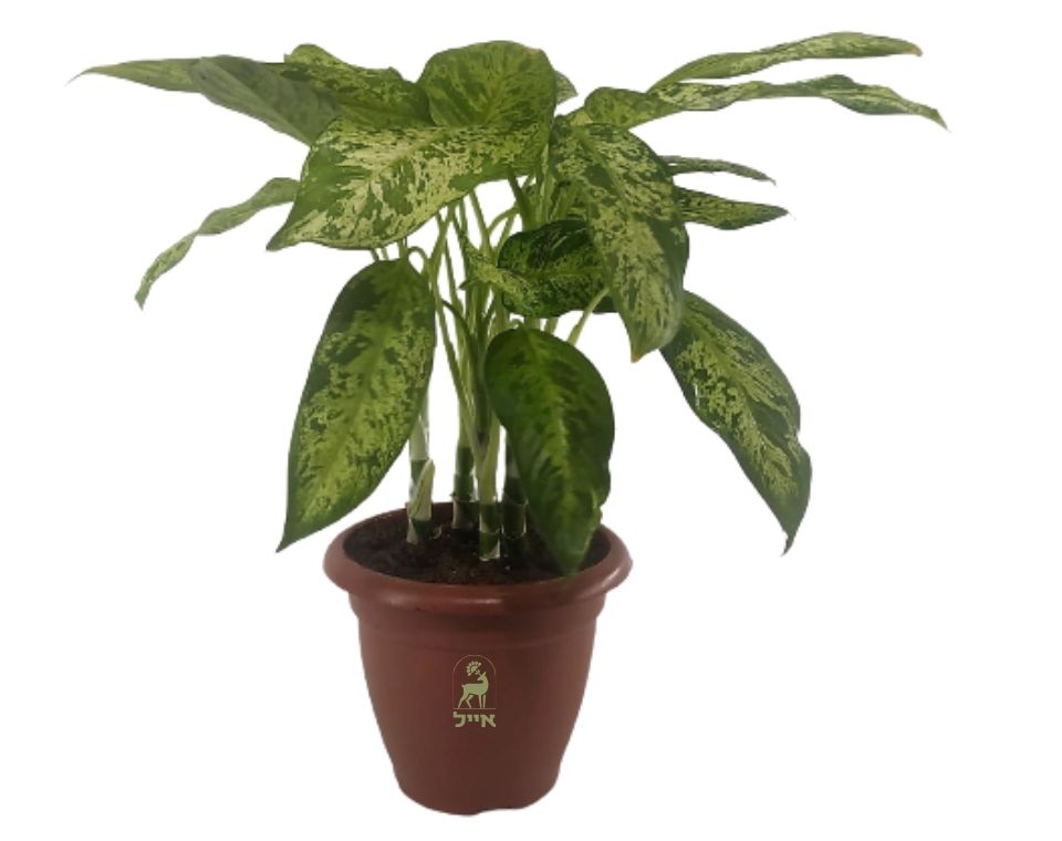 דיפנבכיה | בעציץ נפח 10 ליטר