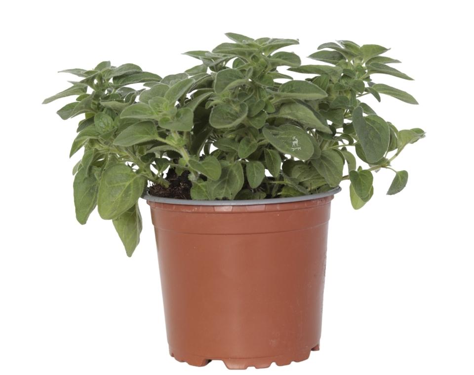 זעתר | עציץ בקוטר 12 ס"מ