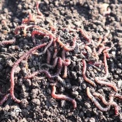 הומוס אמזונס | דשן אורגני יבש לשתילה ותחזוקת הקרקע | 19 ליטר