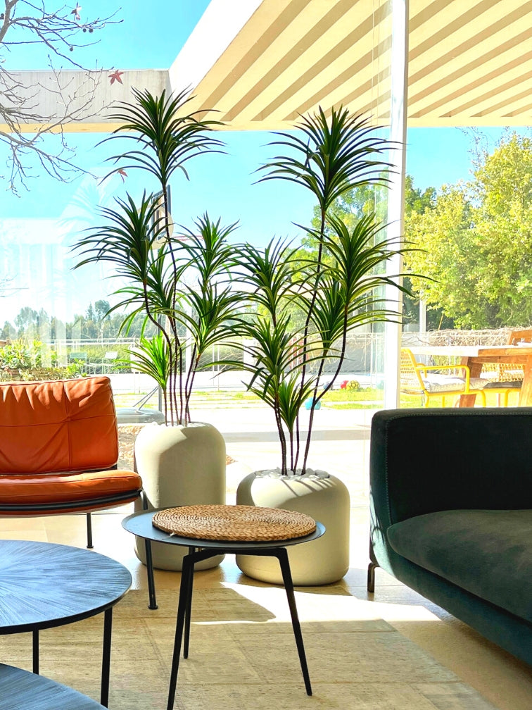 דרצנה מלאכותית | בכדי קולומבוס ואורגון | מחיר לזוג | דגם 427