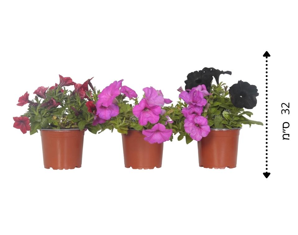 קיט 3 פטוניה | עציץ בקוטר 12 ס"מ - משתלת אייל