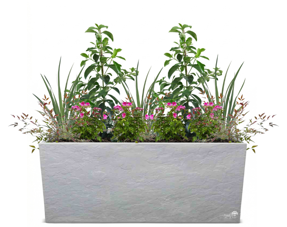 אדנית מוכנה עם צמחיה | 2 מורן מבריק, 3 דיאטס, 8 גרניום ו-6 ננדינה תרבותית | 5 צבעים לבחירה | 99.5X39.5X60