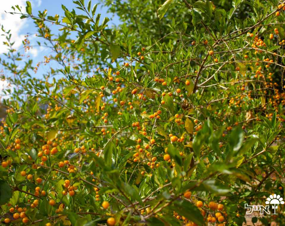דורנטה תאילנדית | עציץ בנפח 25 ליטר