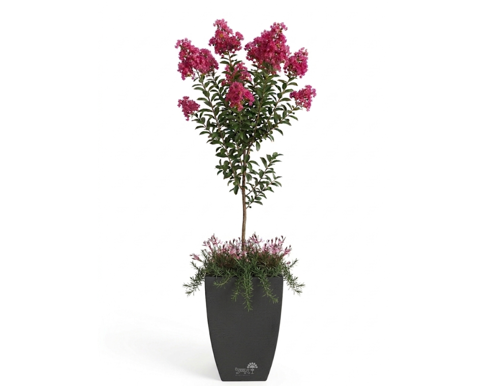 כד מוכן עם צמחיה | לגסטרמיה הודית, 4 גאורה ורודה ו-4 רוזמרין זוחל | 3 צבעים לבחירה | 54X37