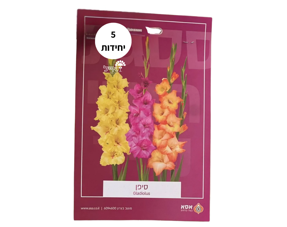 תערובת סיפן | 5 יחידות | Gladiolus