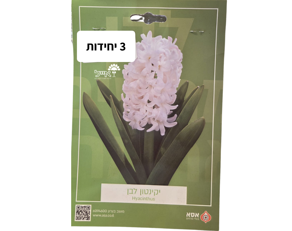 יקינטון לבן | 3 יחידות