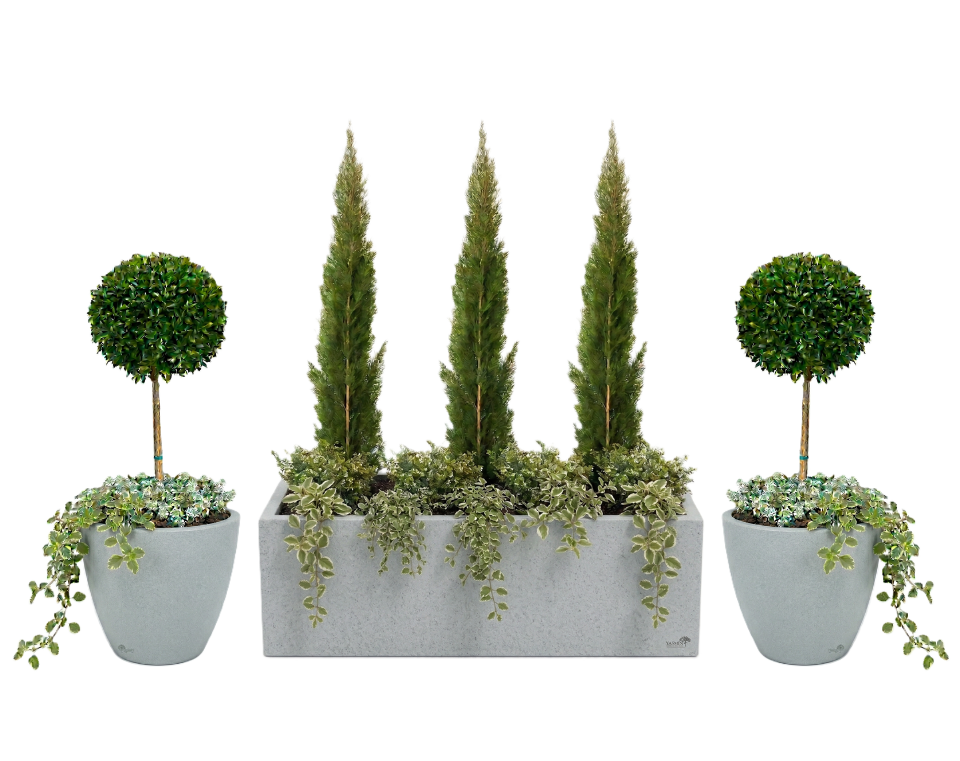 סט אדנית + כדים מוכנים עם צמחיה | ברוש טוטם, סיזיגיום, קופאה, סלסלי כסף ופלנקטרנטוס מדגסקרי | 7 צבעים לבחירה