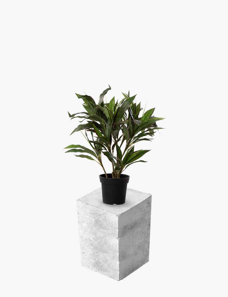 דרצנה מגוונת ננסית