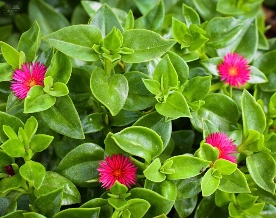 אפטניה | עציץ בקוטר 12 ס"מ