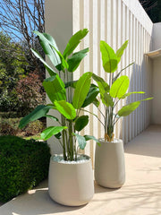 ציפור גן עדן | בכדי מדיסון ודנוור | מחיר לזוג | דגם 551 - 552