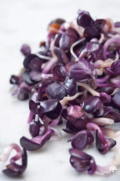 צנון אדום לנבטים | 1000 זרעים