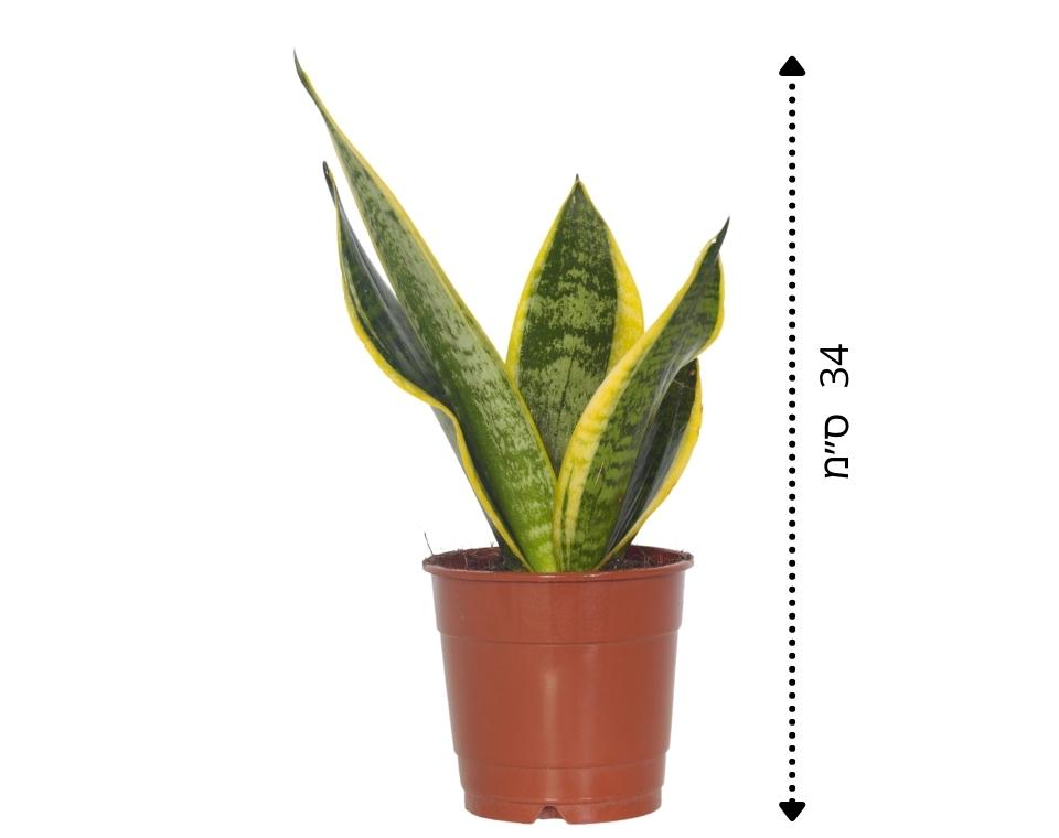 סנסיווריה מגוונת | בעציץ קוטר 12 ס"מ