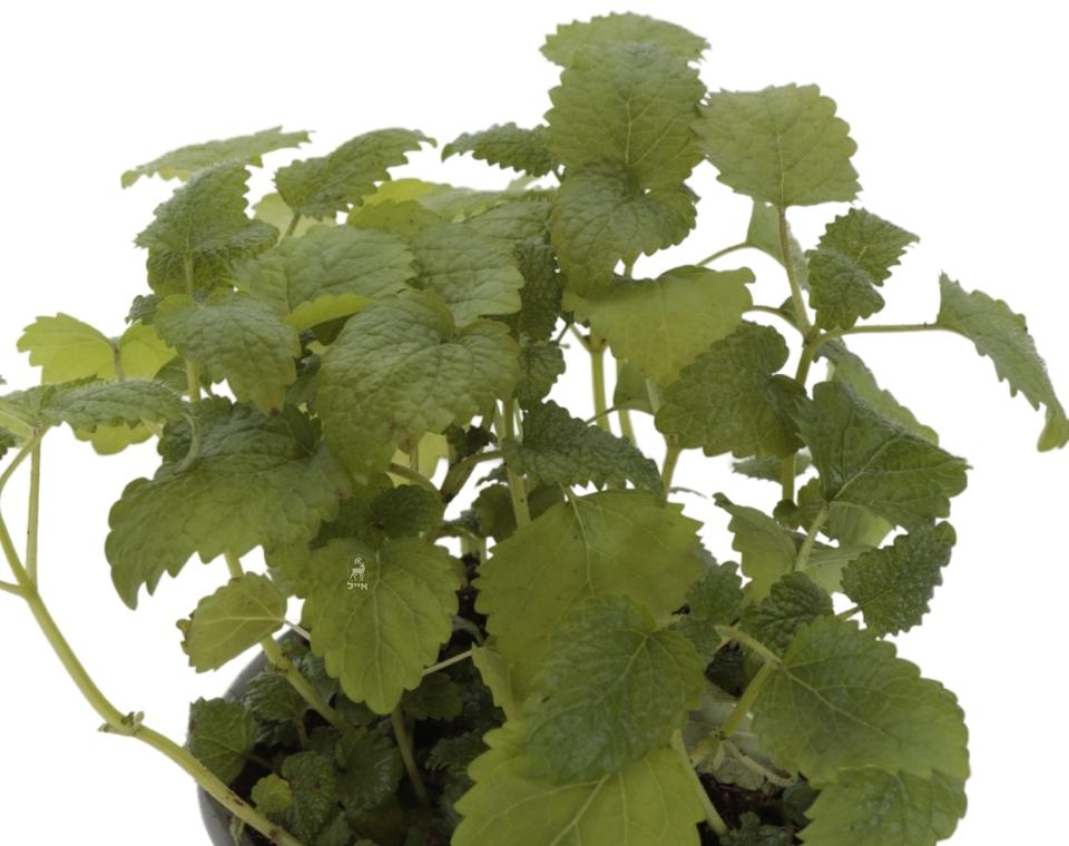 מליסה | בעציץ קוטר 12 ס״מ