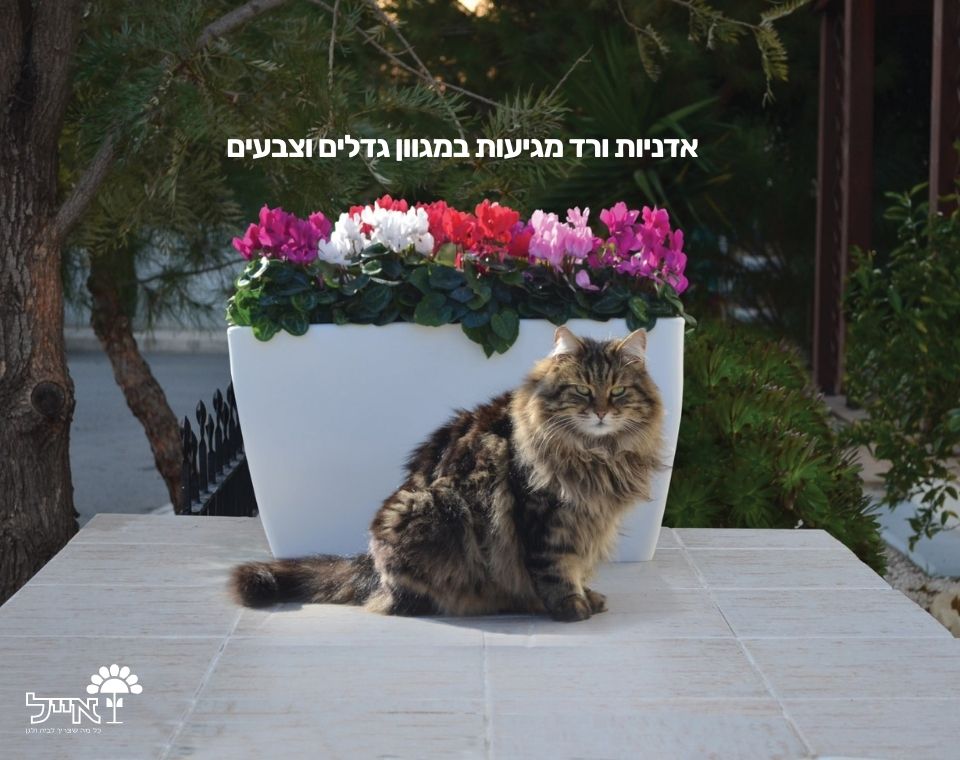 אדנית ורד | 60X30X34 | לבן