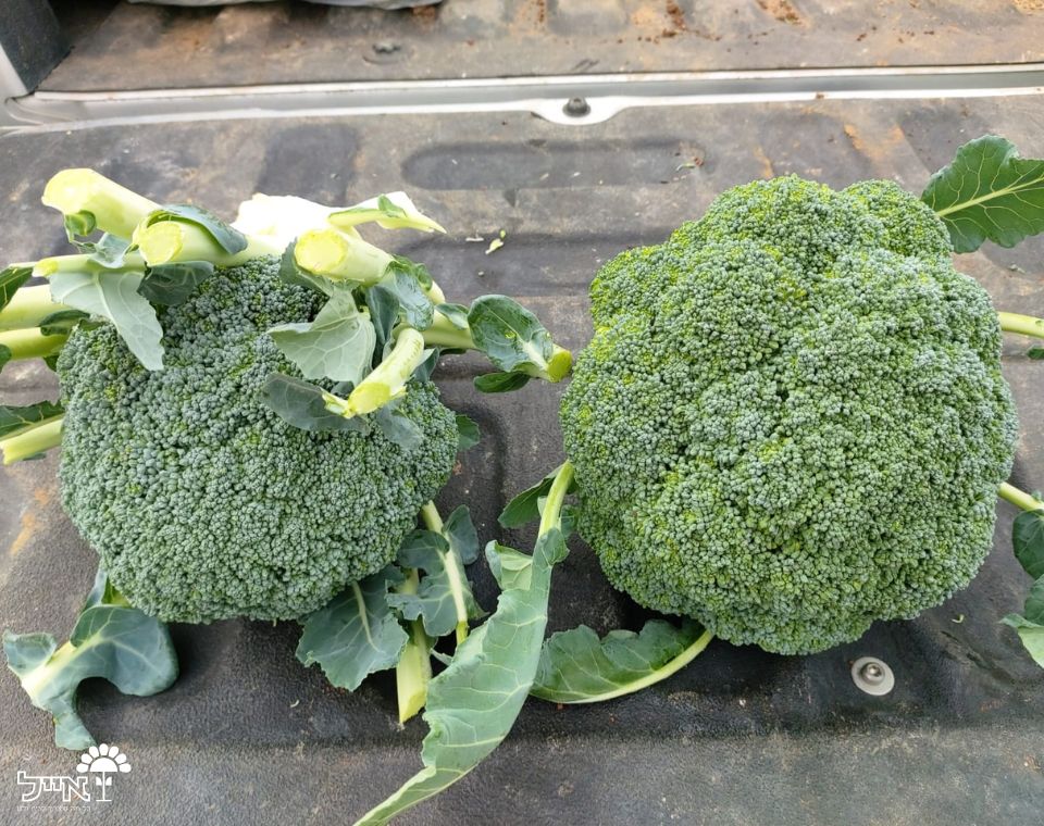 ברוקולי ירוק | 20 זרעים