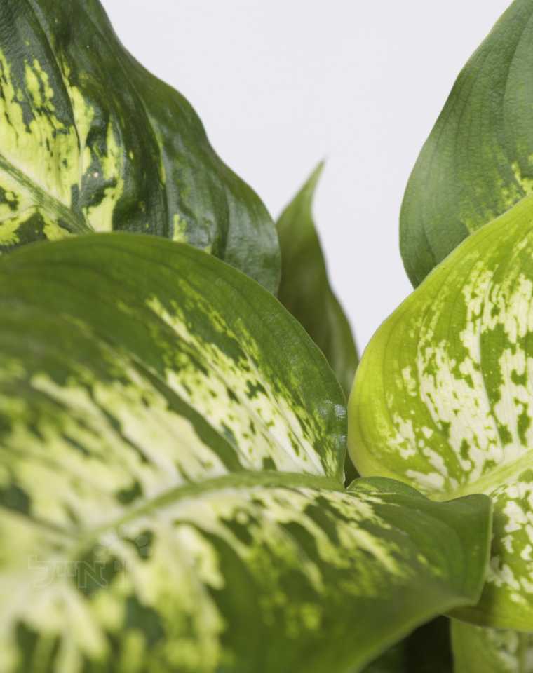 דיפנבכיה | בעציץ קוטר 12 ס"מ