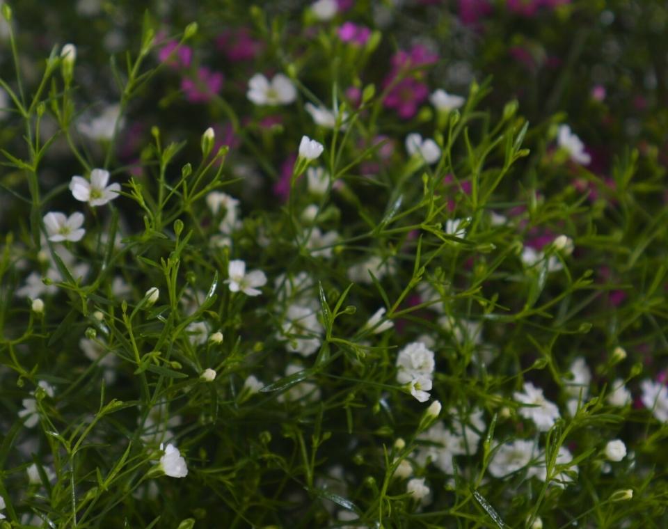 קיט 3 גבסניות | עציץ בקוטר 12 ס"מ