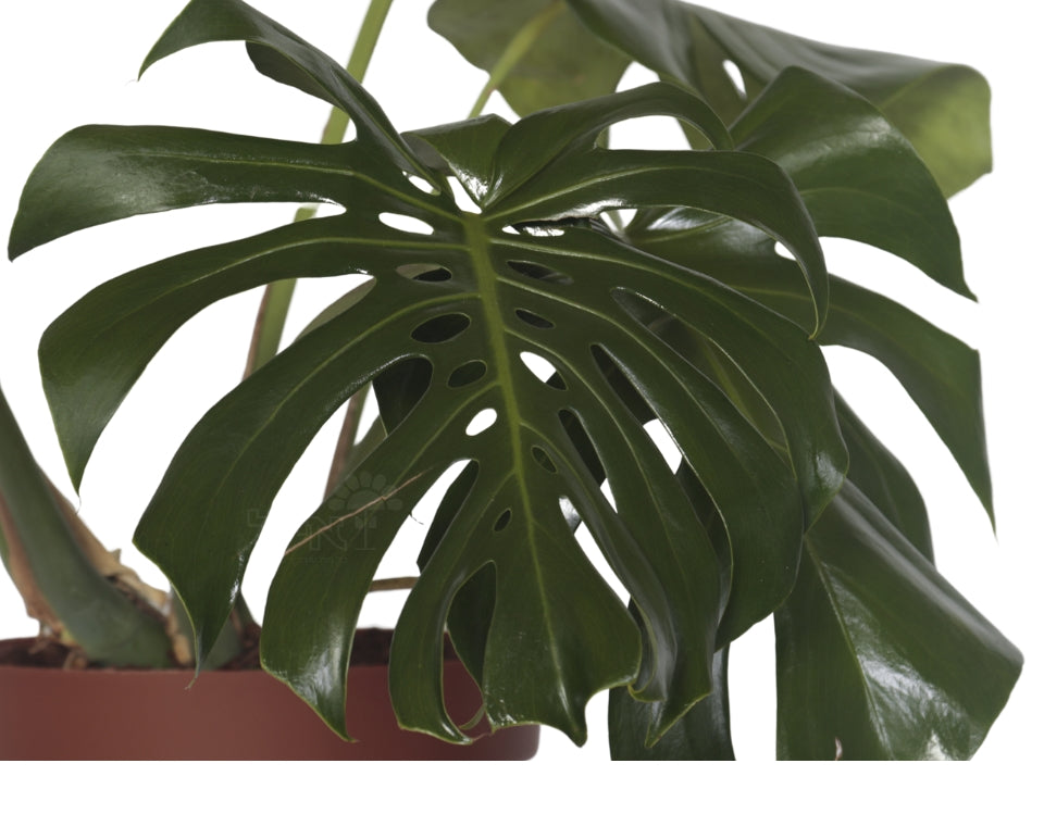 מונסטרה | עציץ בנפח 10 ליטר