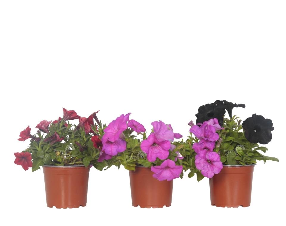 קיט 3 פטוניה | עציץ בקוטר 12 ס"מ - משתלת אייל