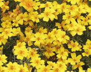 בידנס (צהוב) | עציץ בקוטר 12 ס"מ - משתלת אייל