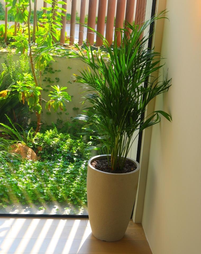 כד פמילי | 50 ס״מ | צמח דקל אריקה