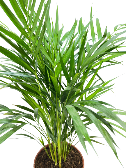 דקל אריקה | עציץ בנפח 4 ליטר