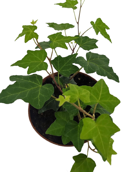 קיסוס החורש | עציץ בקוטר 12 ס"מ