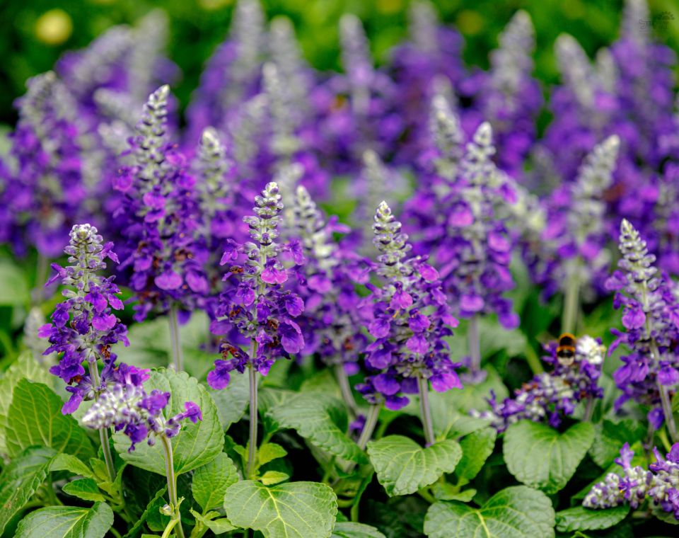 מרווה אינדיגו | עציץ בנפח 4 ליטר