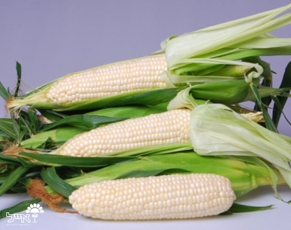 תירס סופר מתוק לבן | 20 זרעים