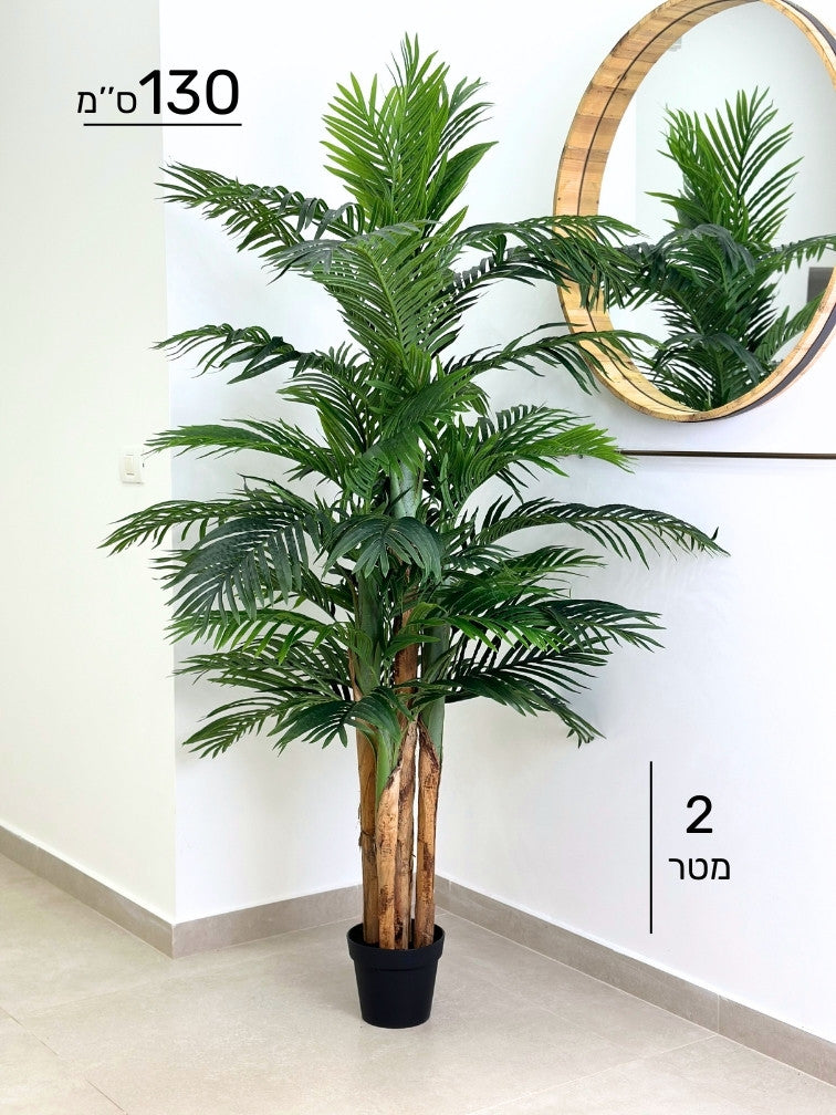 עץ דקל | גובה 2 מטר