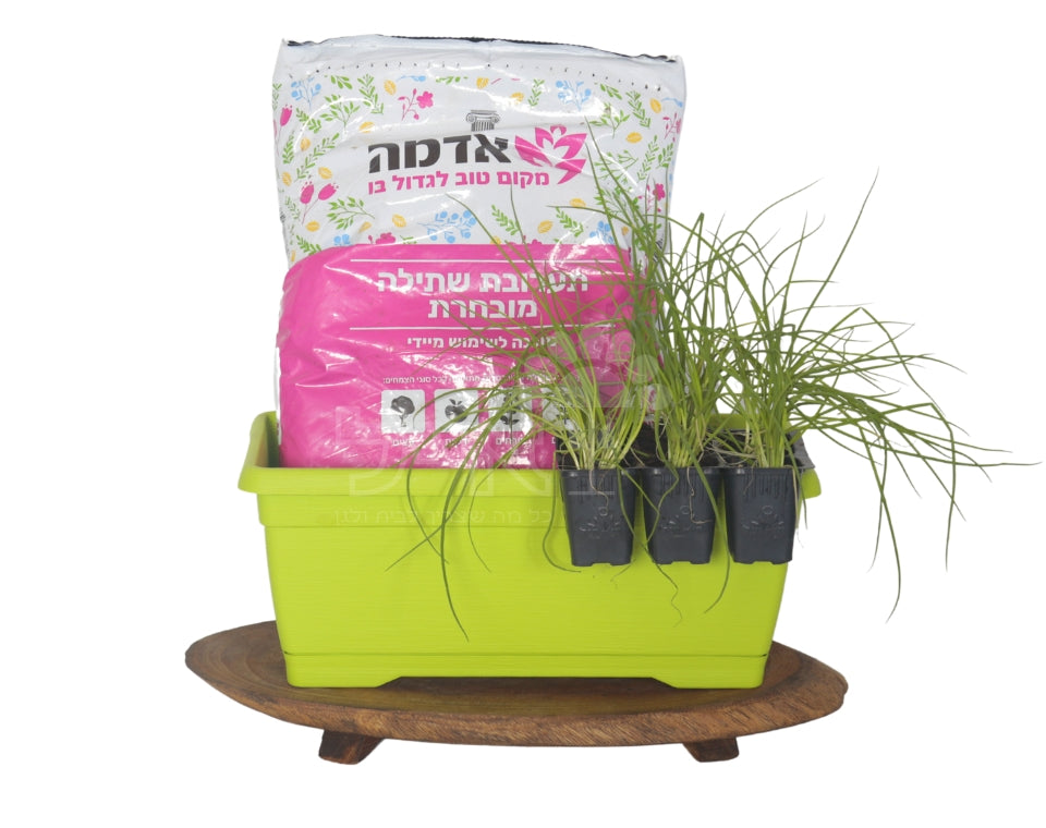 מארז שתילה לילדים | 6 שתילי ירקות, אדנית, אדמה