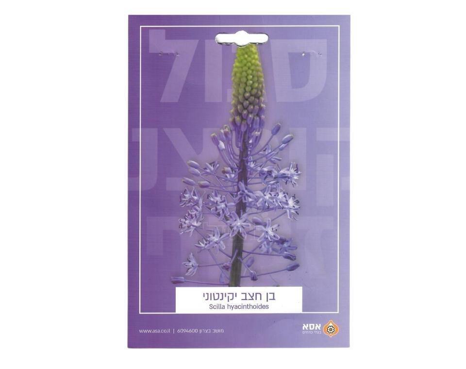 בן-חצב יקינטוני | 1 יחידה - משתלת אייל