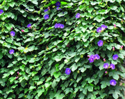 לפופית נאה | עציץ בנפח 10 ליטר