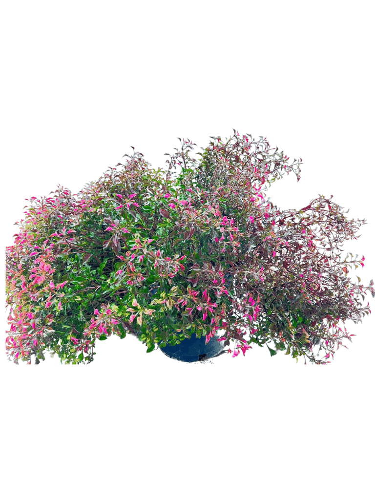 ביצן אוסטרלי | עציץ בנפח 10 ליטר - משתלת אייל