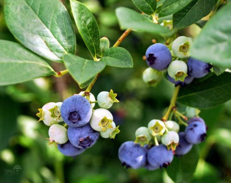 אוכמניות | עציץ בנפח 25 ליטר