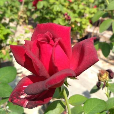 ורד אוקלהומה | 4 ליטר | צבע בורדו