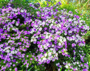 ברונפלסיה | עציץ בנפח 10 ליטר