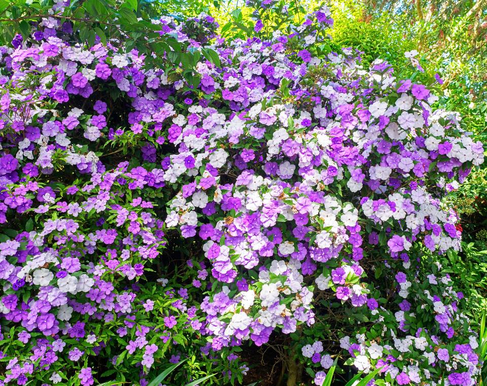 ברונפלסיה | עציץ בנפח 10 ליטר