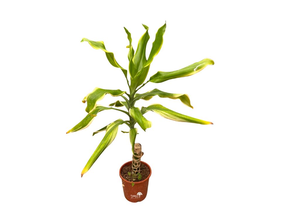 דרצנה (במבוק) גולדן | עציץ בקוטר 12 ס"מ