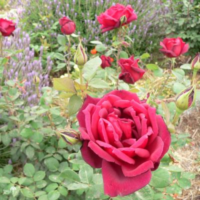 ורד אוקלהומה | 4 ליטר | צבע בורדו