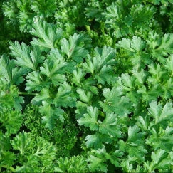 פטרוזיליה | בעציץ בקוטר 12 ס״מ