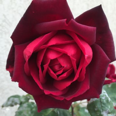 ורד אוקלהומה | 4 ליטר | צבע בורדו