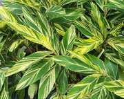 אלפיניה הדורה מגוונת | עציץ בנפח 10 ליטר