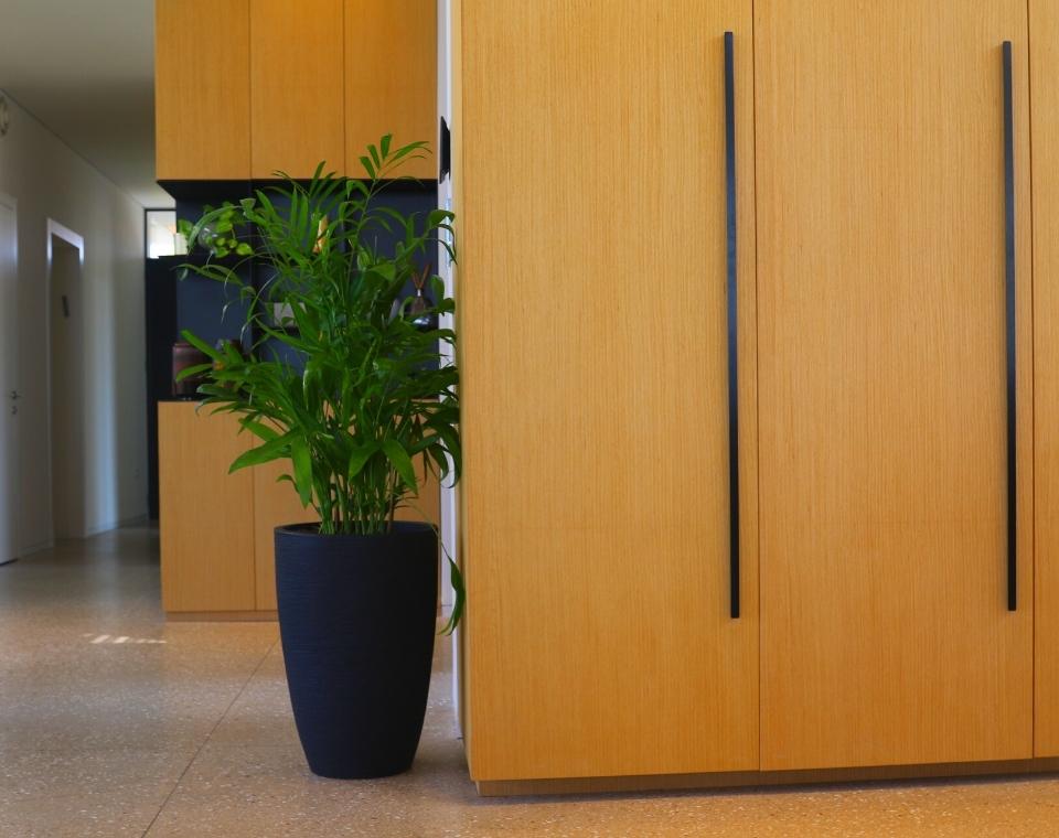 כד פימלי | 55 ס״מ | צמח דקל חמדוריאה שפריצי