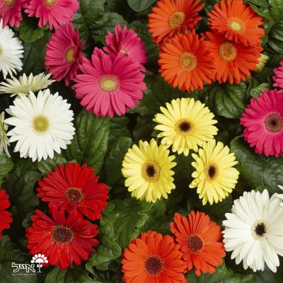 גרברה | עציץ בקוטר 12 ס"מ