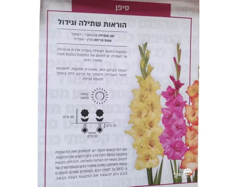 תערובת סיפן | 5 יחידות | Gladiolus