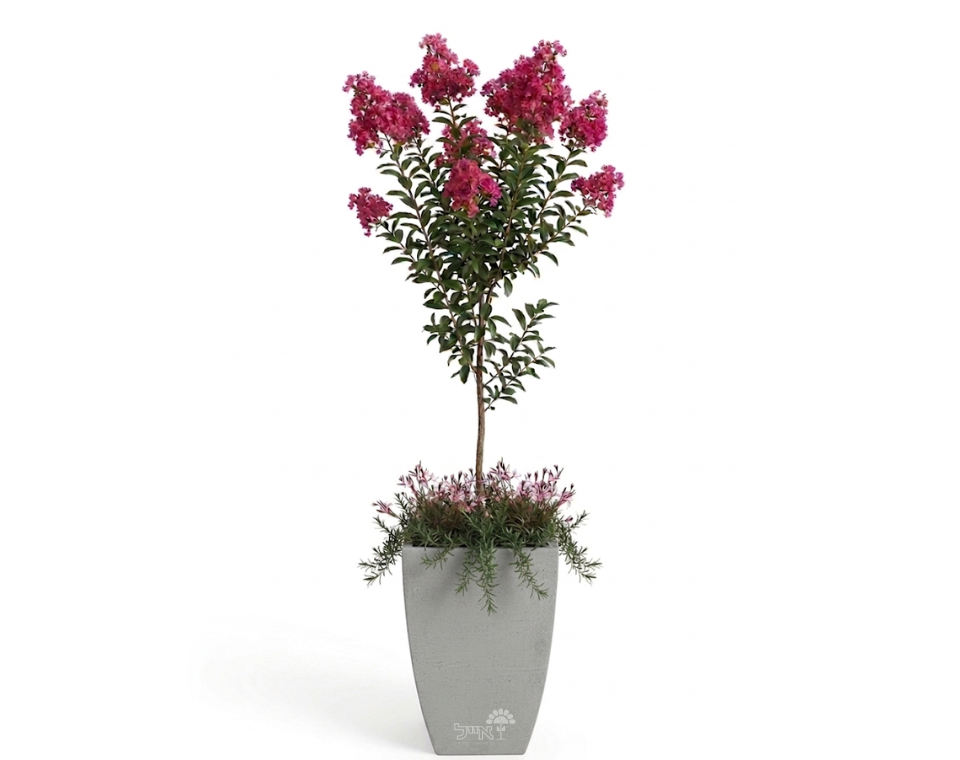 כד מוכן עם צמחיה | לגסטרמיה הודית, 4 גאורה ורודה ו-4 רוזמרין זוחל | 3 צבעים לבחירה | 54X37