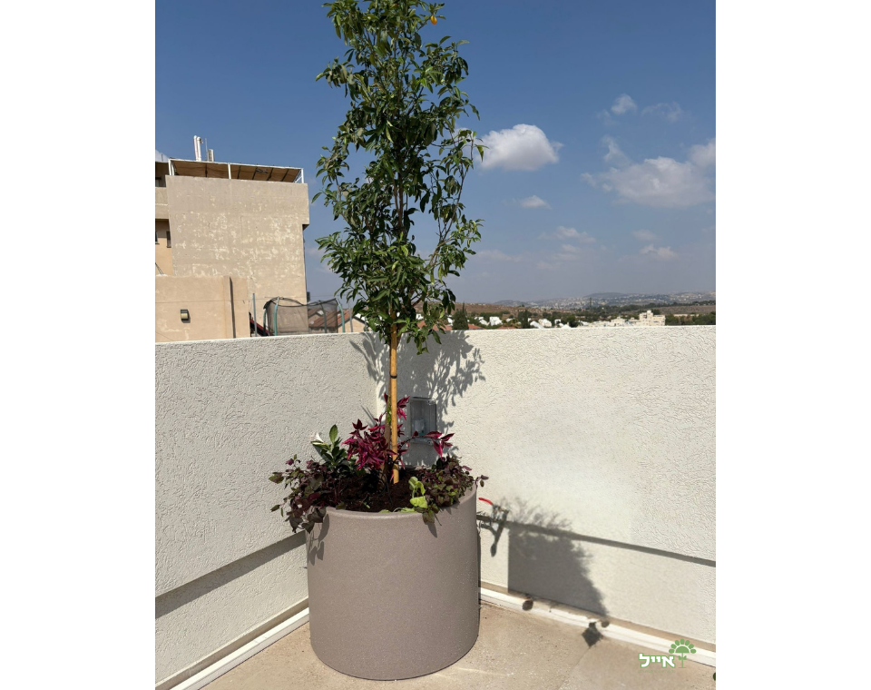 מרפסת בסגנון ים תיכוני מודרני | כדי בז׳ ושמנת שונים בעיצוב מקצועי | מודיעין